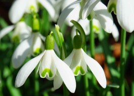 snowdrop-flowers-spring-flower-plant.jpg